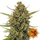 Acapulco Gold - Barney's Farm